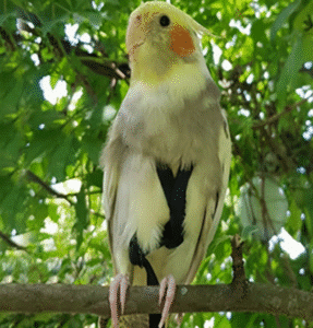 Arnés Antimordeduras para Pájaros con Correa 2m – Entrenamiento de Vuelo Seguro para Loros y Aves