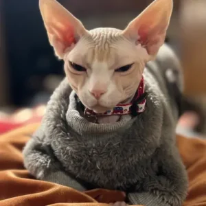 Jersey de Invierno para Gatos Sphynx – Ropa Suave y Gruesa para Gatos Sin Pelo | Moda y Calidez