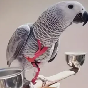 Arnés Antimordeduras para Pájaros con Correa 2m – Entrenamiento de Vuelo Seguro para Loros y Aves