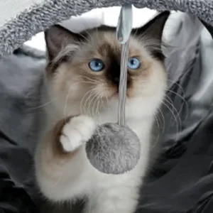 Túnel Plegable para Mascotas