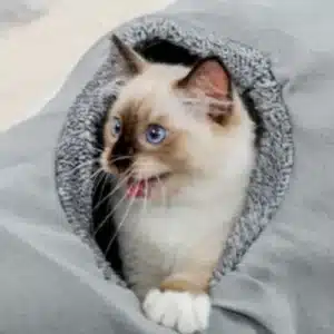 Túnel Plegable para Mascotas