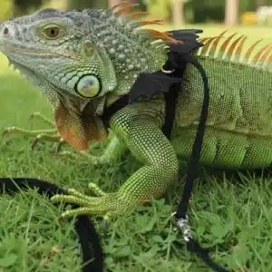 arnés con correa ajustable para reptiles