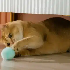 Pelota Interactiva con Catnip para Gatos – Juguete Inteligente con Sonido | Estimula Juego, Caza y Ejercicio