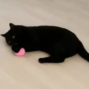 Pelota Interactiva con Catnip para Gatos – Juguete Inteligente con Sonido | Estimula Juego, Caza y Ejercicio