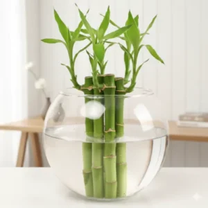 Mini Acuario Redondo de Plástico Acrílico – Pecera Transparente para Peces, Tortugas y Plantas | Diseño de Escritorio