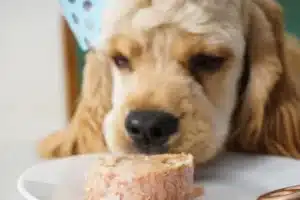 Alimento Húmedo o Seco para Perros