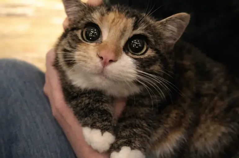 ¿Cómo conseguir que mi árbol de Navidad sobreviva a mi gato?