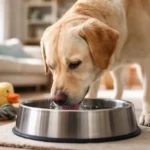 Mi perro bebe mucha agua