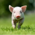 ¿Un cerdo como mascota? Siga estas recomendaciones para cuidarlo