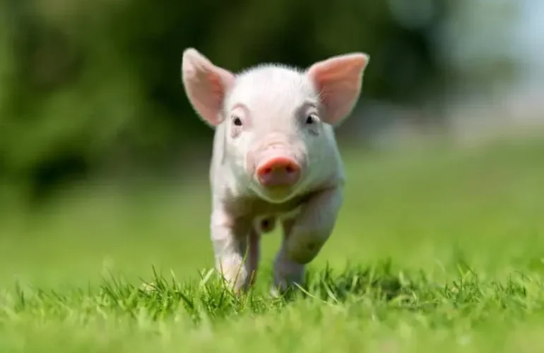 ¿Un cerdo como mascota? Siga estas recomendaciones para cuidarlo