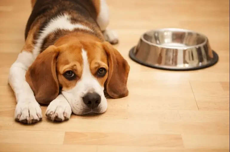 Siete alimentos que jamás debes darle a tu perro (aunque parezcan inofensivos)